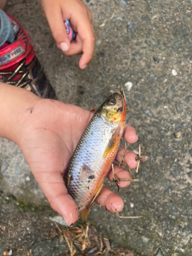 イカの釣果