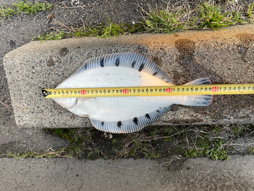 クロガシラガレイの釣果