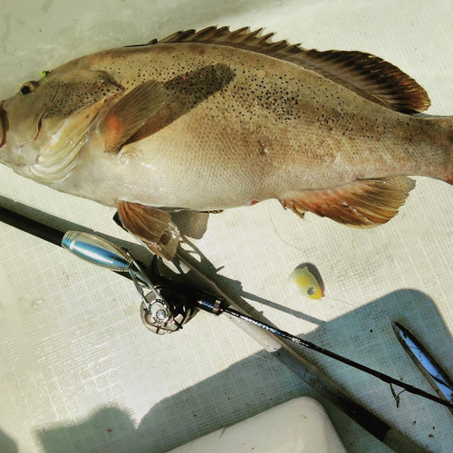 コモンハタの釣果