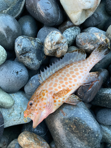 オオモンハタの釣果