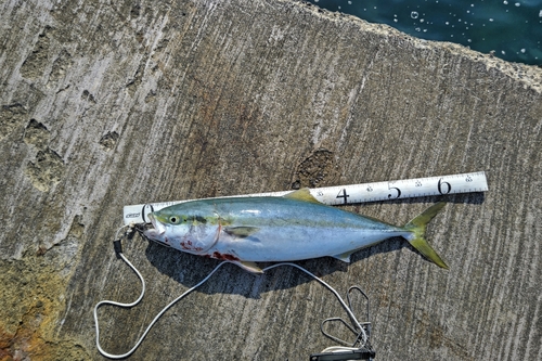 ワラサの釣果