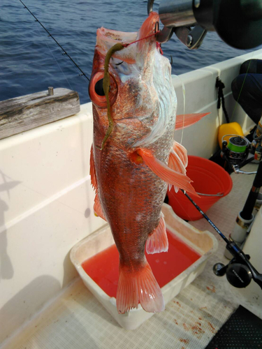 アカムツの釣果