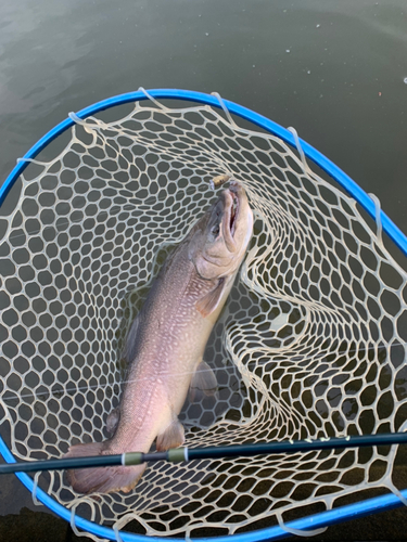 タイガートラウトの釣果