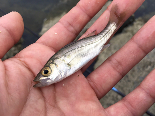 セイゴ（マルスズキ）の釣果