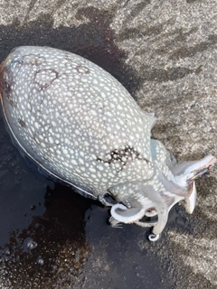 シリヤケイカの釣果