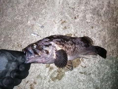 クロソイの釣果