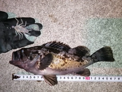 クロソイの釣果