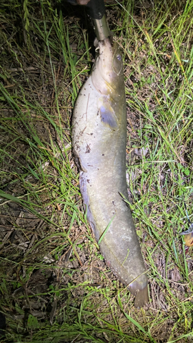 マナマズの釣果