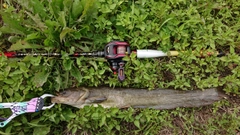 ナマズの釣果