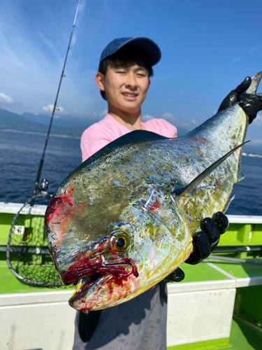 シイラの釣果