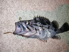 クロソイの釣果