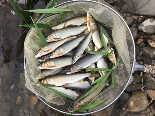 アユの釣果