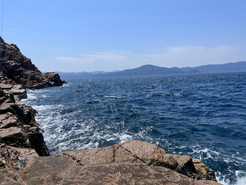 オナガグレの釣果