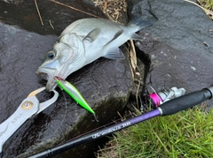 ヒラスズキの釣果