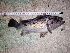 クロソイの釣果