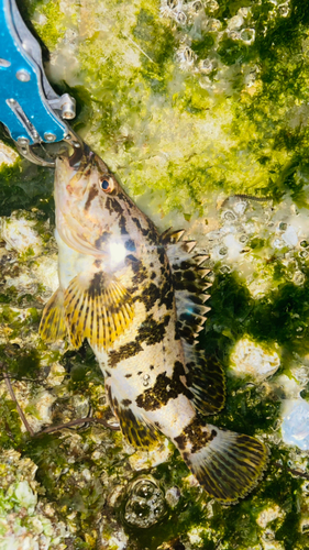 タケノコメバルの釣果