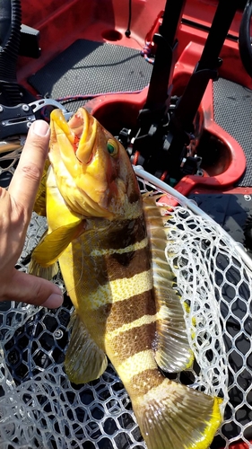 アオハタの釣果