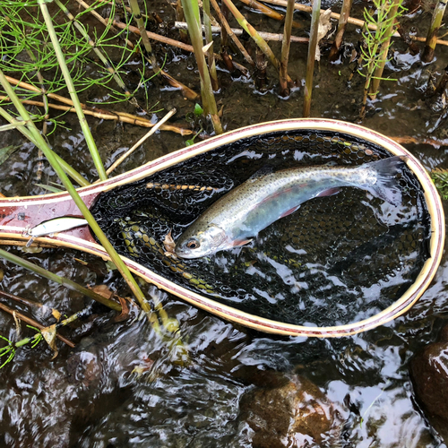 ニジマスの釣果