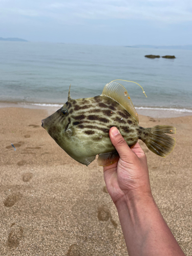 カワハギの釣果