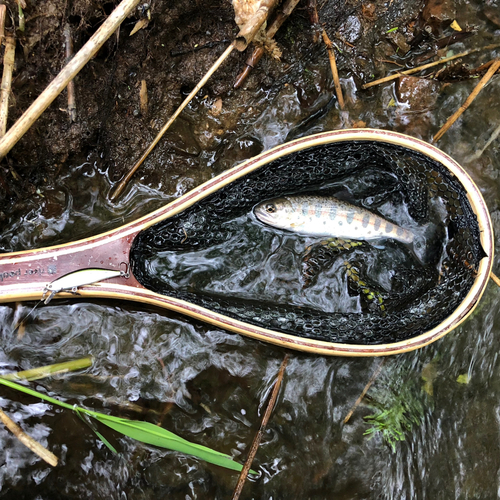 ヤマメの釣果