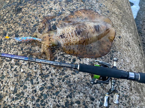 アオリイカの釣果