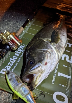 シーバスの釣果