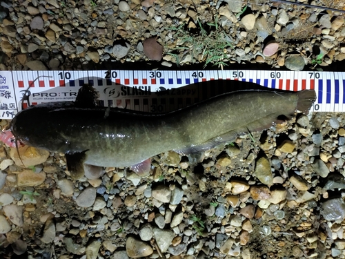 ナマズの釣果