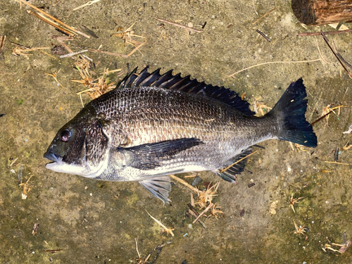 チヌの釣果