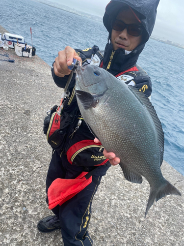 クロメジナの釣果