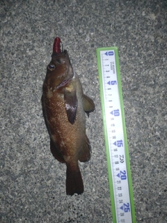 エゾメバルの釣果