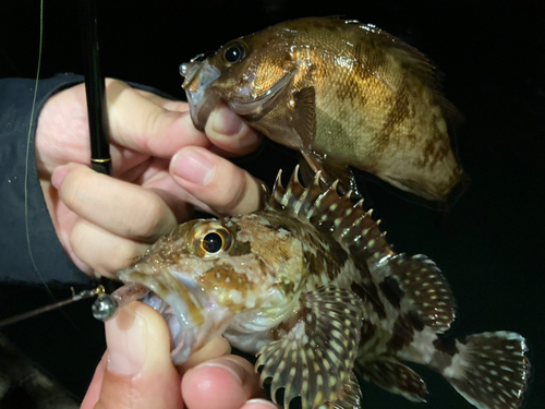 メバルの釣果