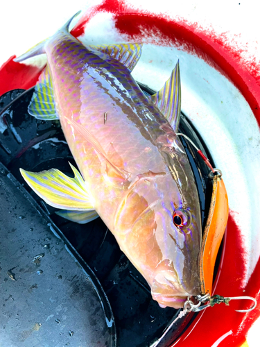 マルクチヒメジの釣果