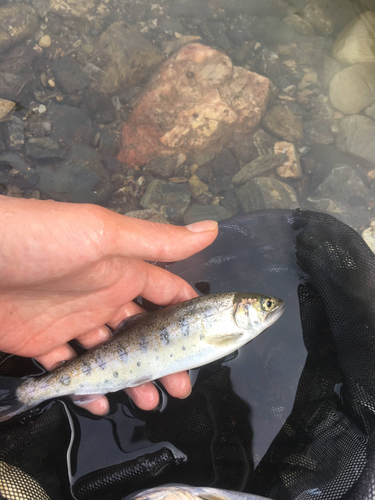 ヤマメの釣果