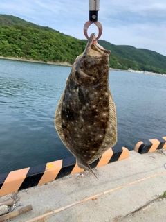 ヒラメの釣果