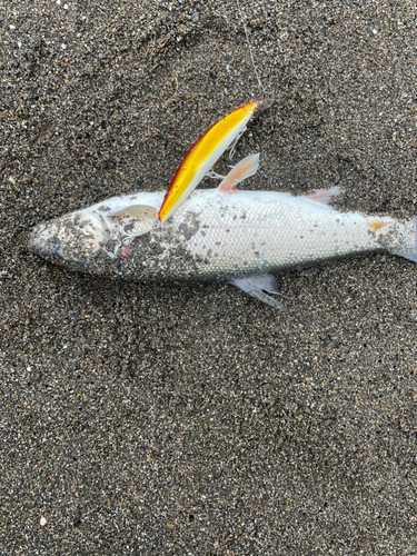 ウグイの釣果