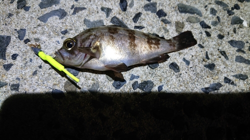 メバルの釣果