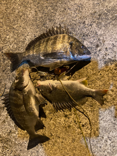 クロダイの釣果