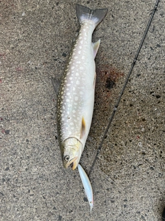 アメマスの釣果