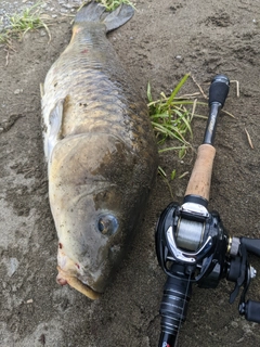 コイの釣果