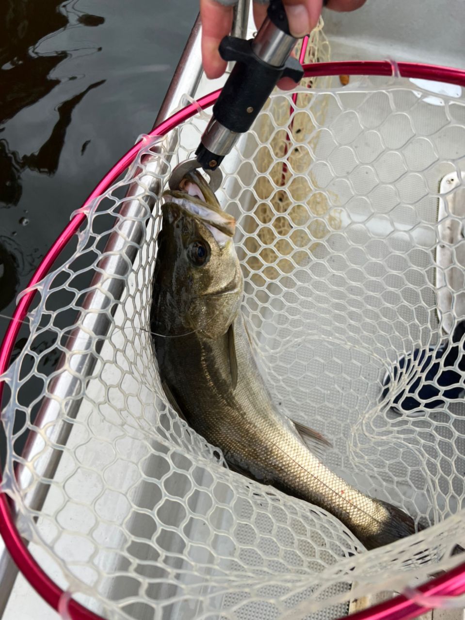 淀川釣り部リーダーさんの釣果 2枚目の画像