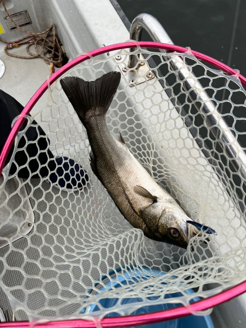 淀川釣り部リーダーさんの釣果 3枚目の画像