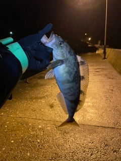 ホッケの釣果