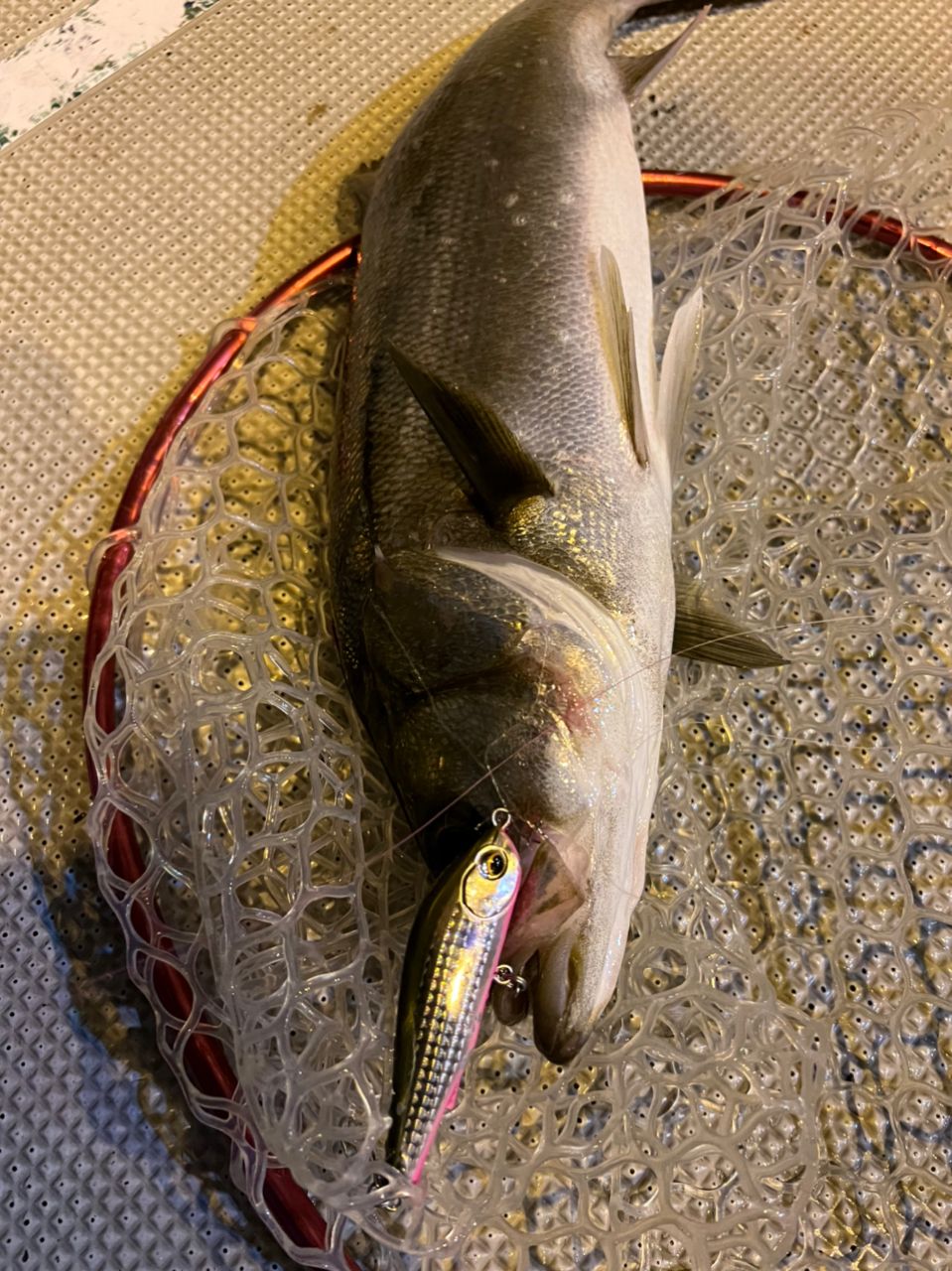淀川釣り部リーダーさんの釣果 3枚目の画像