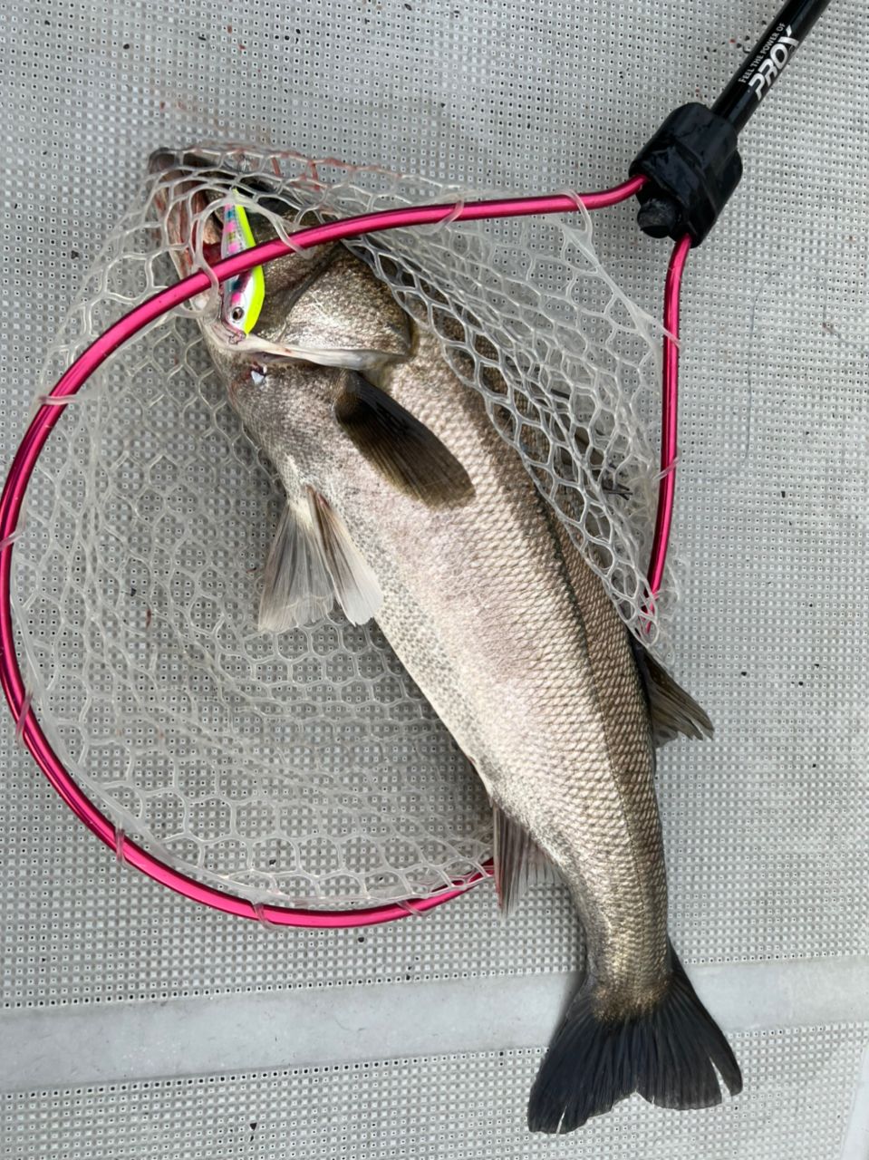 淀川釣り部リーダーさんの釣果 3枚目の画像