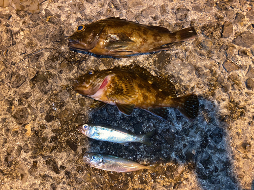 アジの釣果