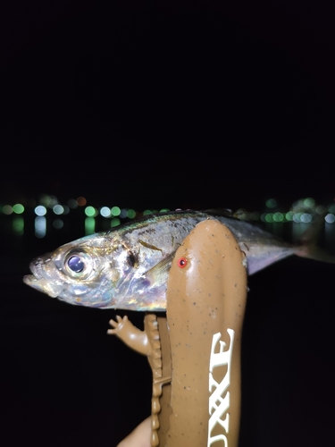 マアジの釣果