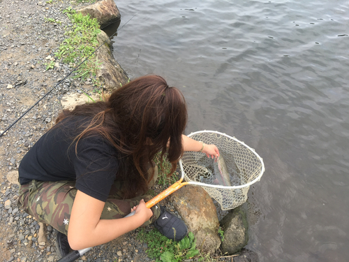 ニジマスの釣果