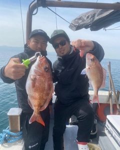 マダイの釣果