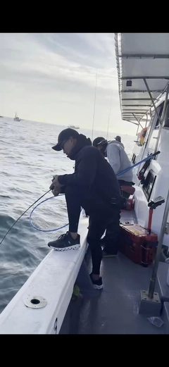 ブリの釣果