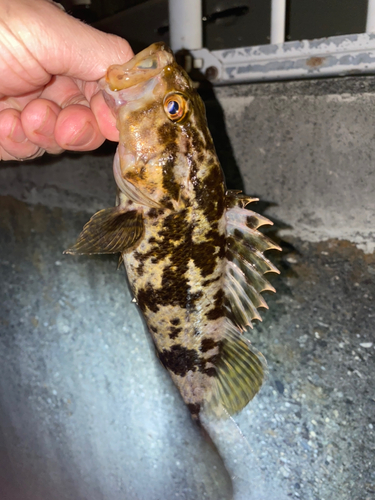 タケノコメバルの釣果